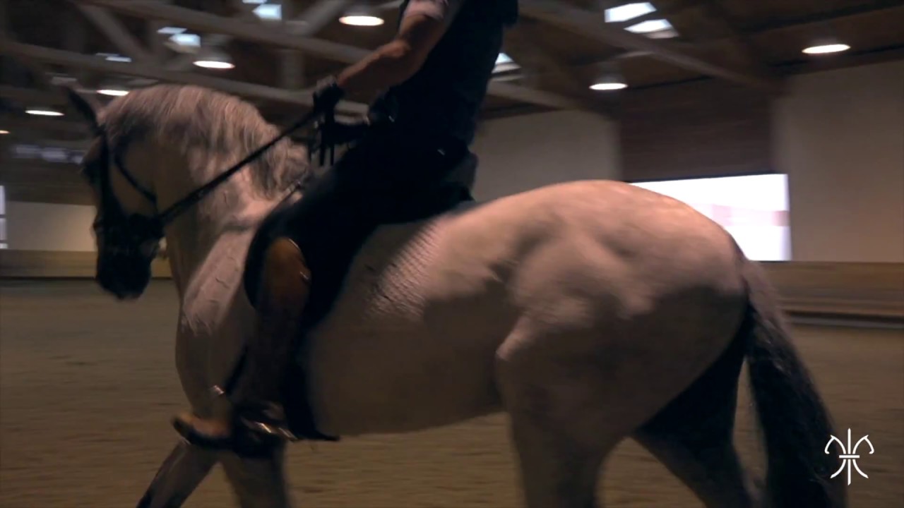 Stage Carlos Pinto au Haras de la Gesse - ep01