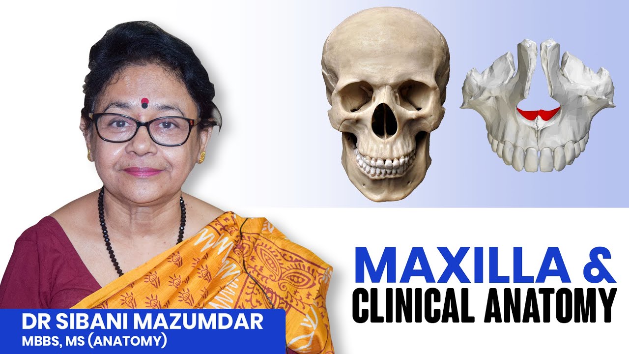 Basic Anatomy of the Face | Maxilla Bone Anatomy | Human Anatomy