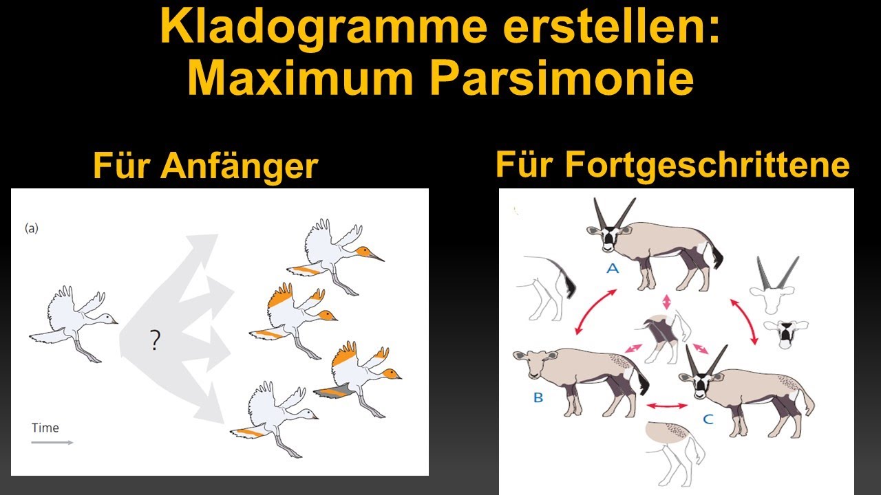 Kladistik Tutorial 4: Maximum Parsimonie