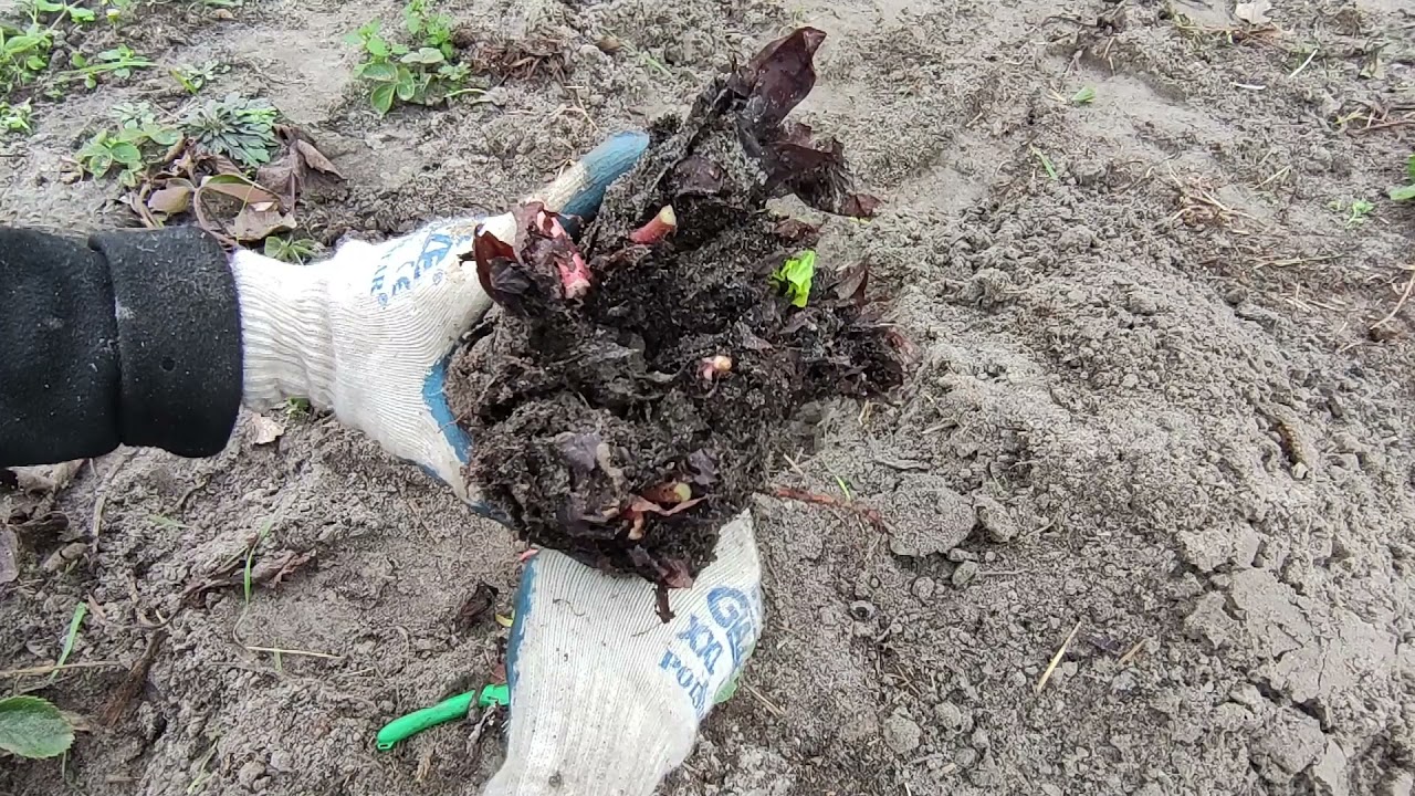 Jesienne prace przy rabarbarze. Rozmnażanie rabarbaru