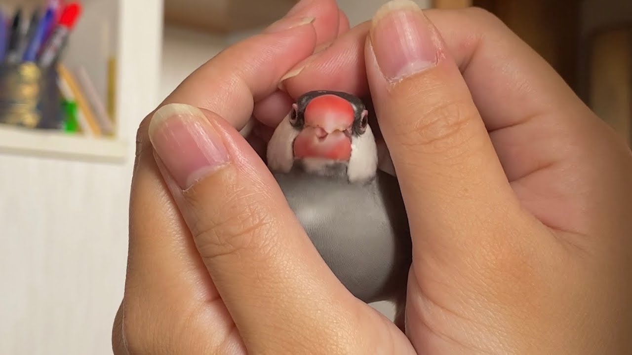 嬉しくてギチギチ音が止まらなくなった文鳥  あずき  java sparrow