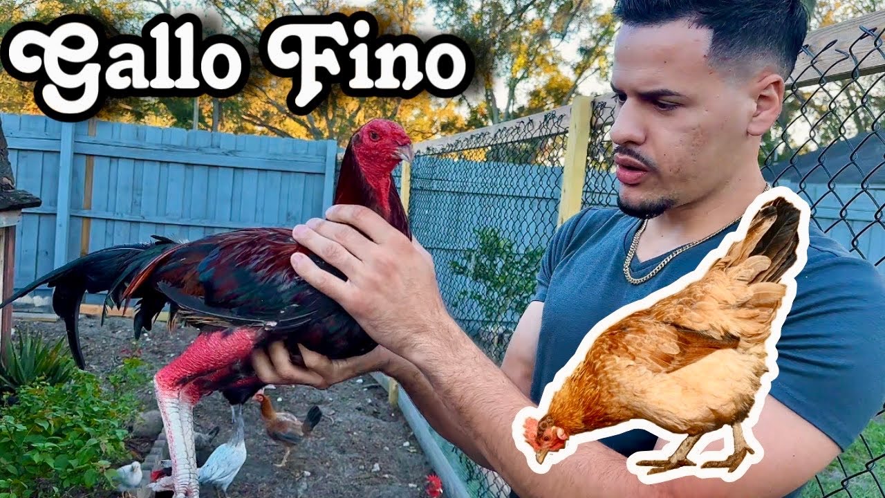 GALLO FINO  junto con Gallinas Ponedoras | el Objetivo