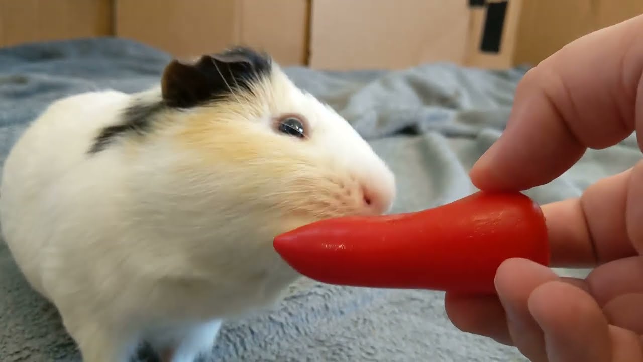 Guinea Pig Goes Crazy Over A Pepper