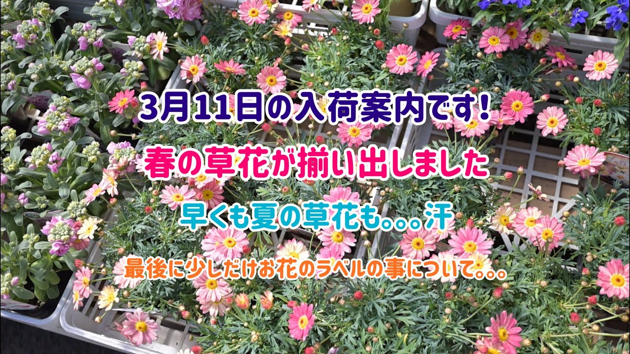 3月11日の入荷案内です！春の草花と早くも夏の草花も。。。