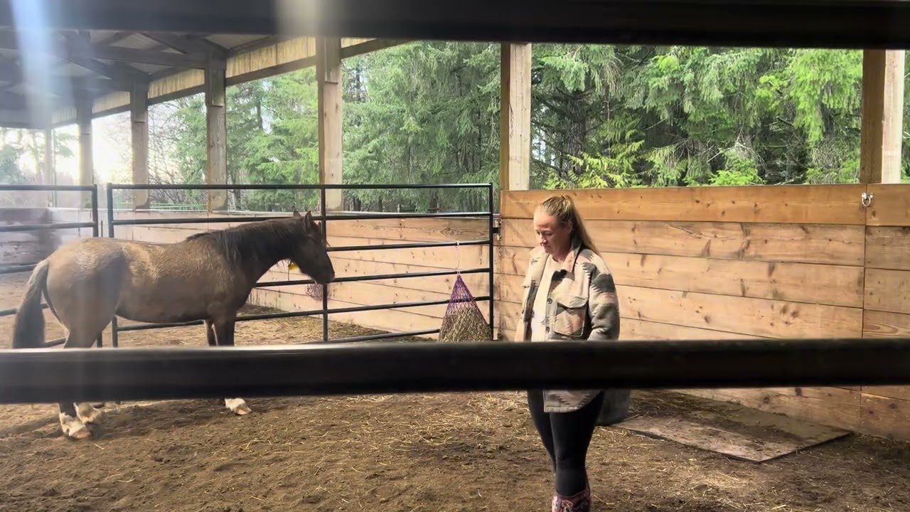 First few days with Bunny the wild mustang 