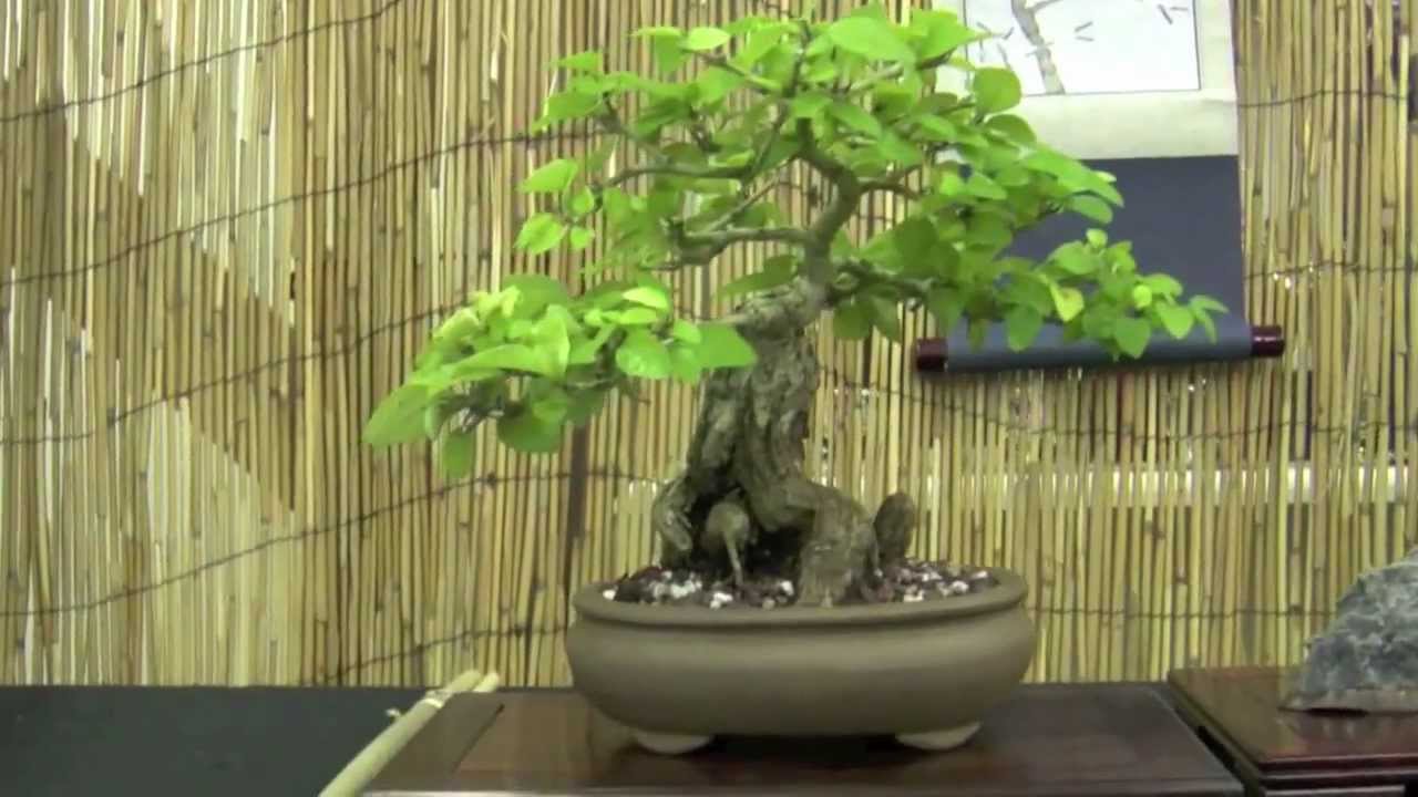 Joy of Bonsai 2012