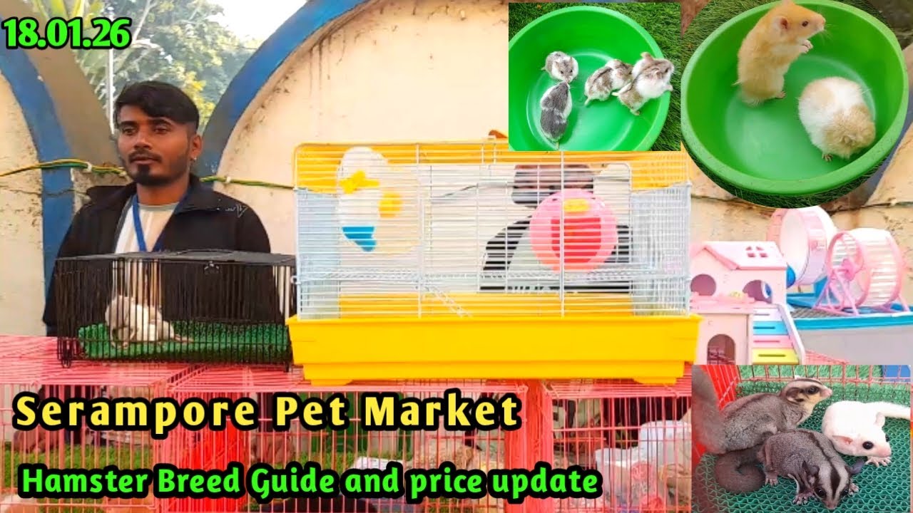 Hamster Breed Guide | Exotic Pets Hamster price update at Serampore Pet Market on 18.01.26