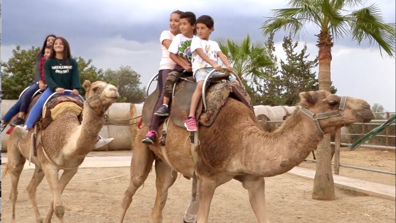Fun Day Out to the Camel Park, Mazotos, Larnaca
