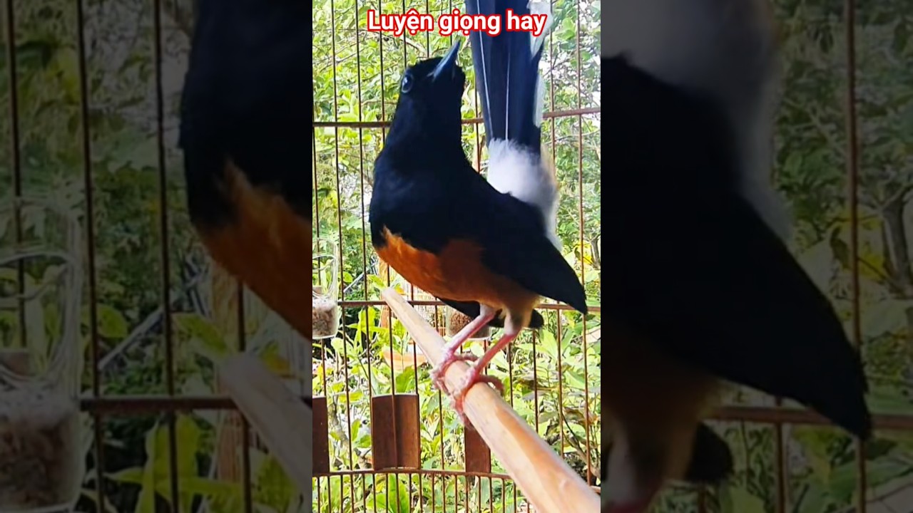 chòe lửa hót giọng rừng hay #muraibatu #birds