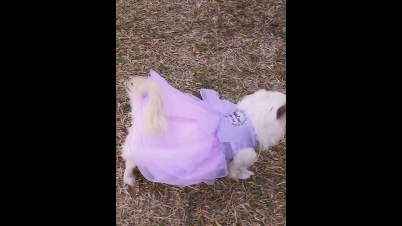 Dog Tutu - Pet Wedding Dress with Delicately Embroidered Name👗#dogweddingdress #doglove