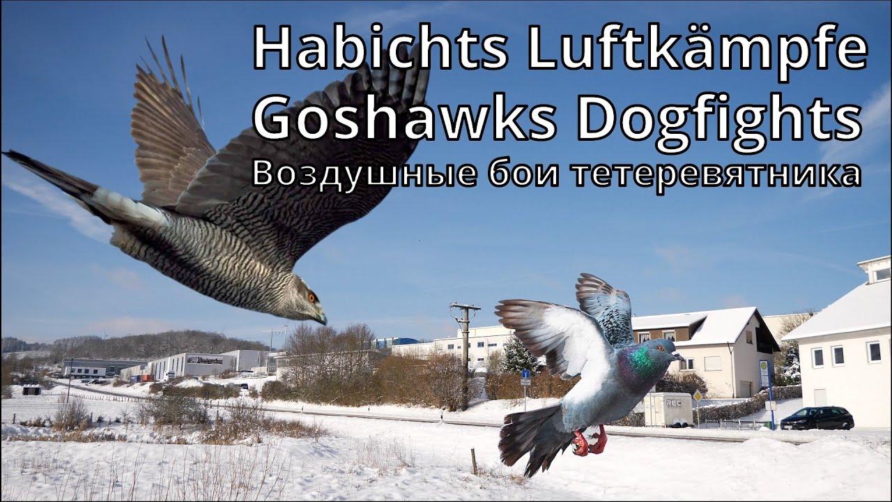 Зимний полёт голубей и жестокие нападения ястребов! Голуби играют с хищной птицей 😜
