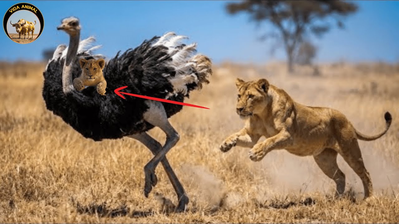 Velocidad e Instinto – Por Qué el Avestruz Sobrevive en la Naturaleza Salvaje #animales