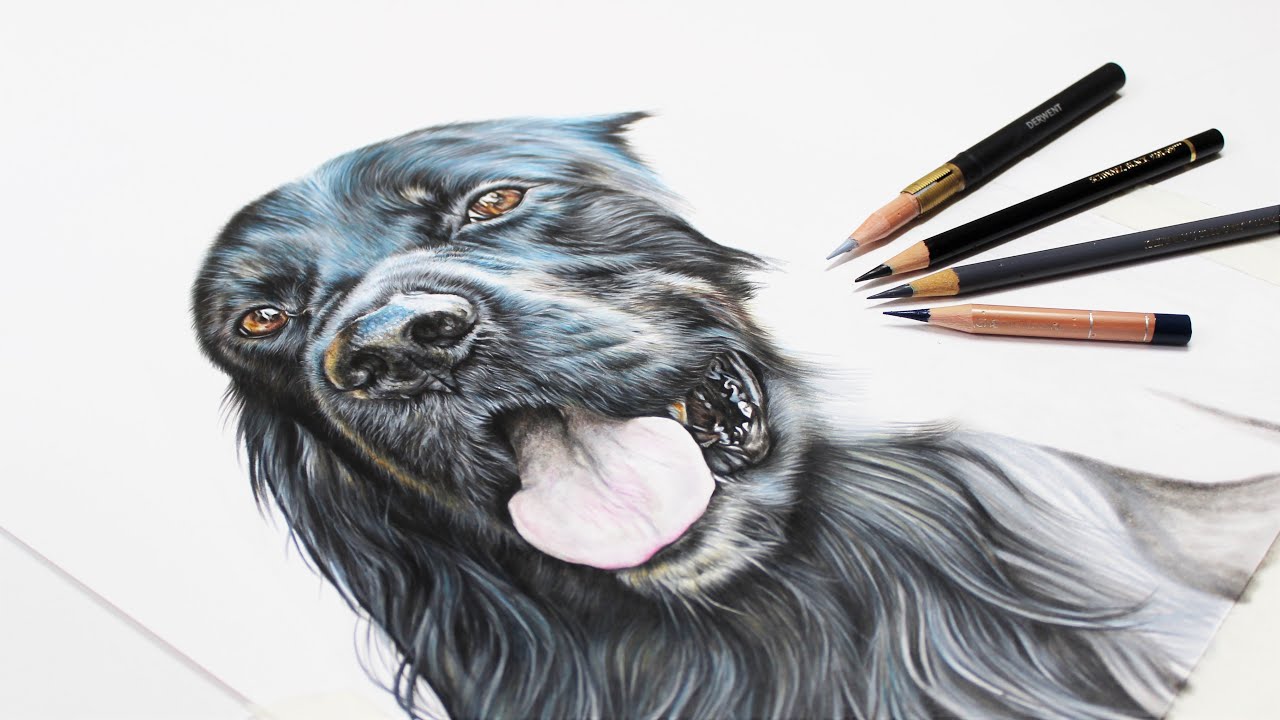 Colour Pencil Tutorial: How to Draw Black Fur, Richo the Border Collie Setter Mix