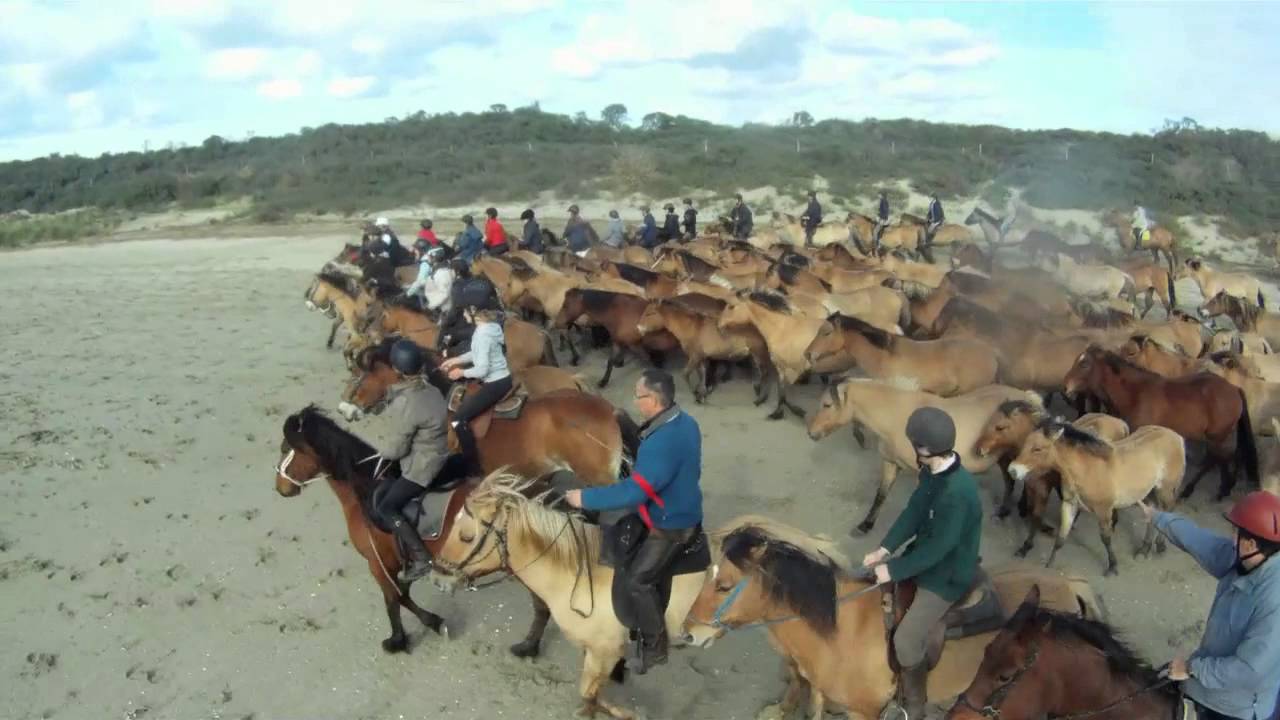 Transhenson : la transhumance des chevaux Henson