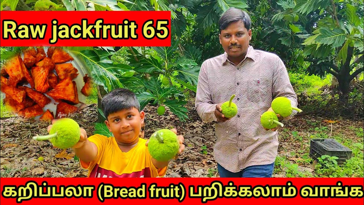 கறிப்பலா(Bread fruit)பறிக்கலாம் வாங்க அசைவத்தை மிஞ்சிய  Raw jackfruit 65 