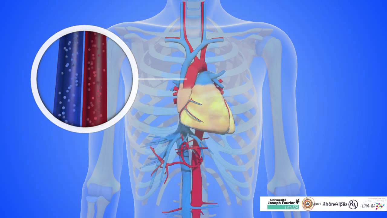 Systèmes du corps humain
