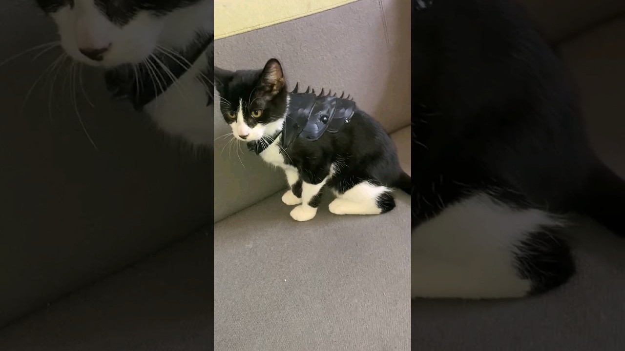 3D printed Cat Armor