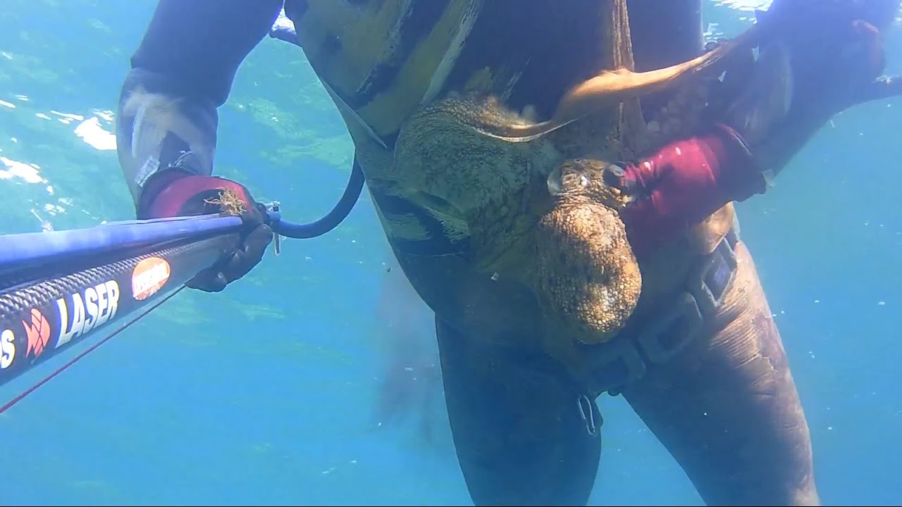 PESCA SUB - A CACCIA DI SEPPIE E POLPI APRILE 2017 octopus sephia spearfishing pulpo