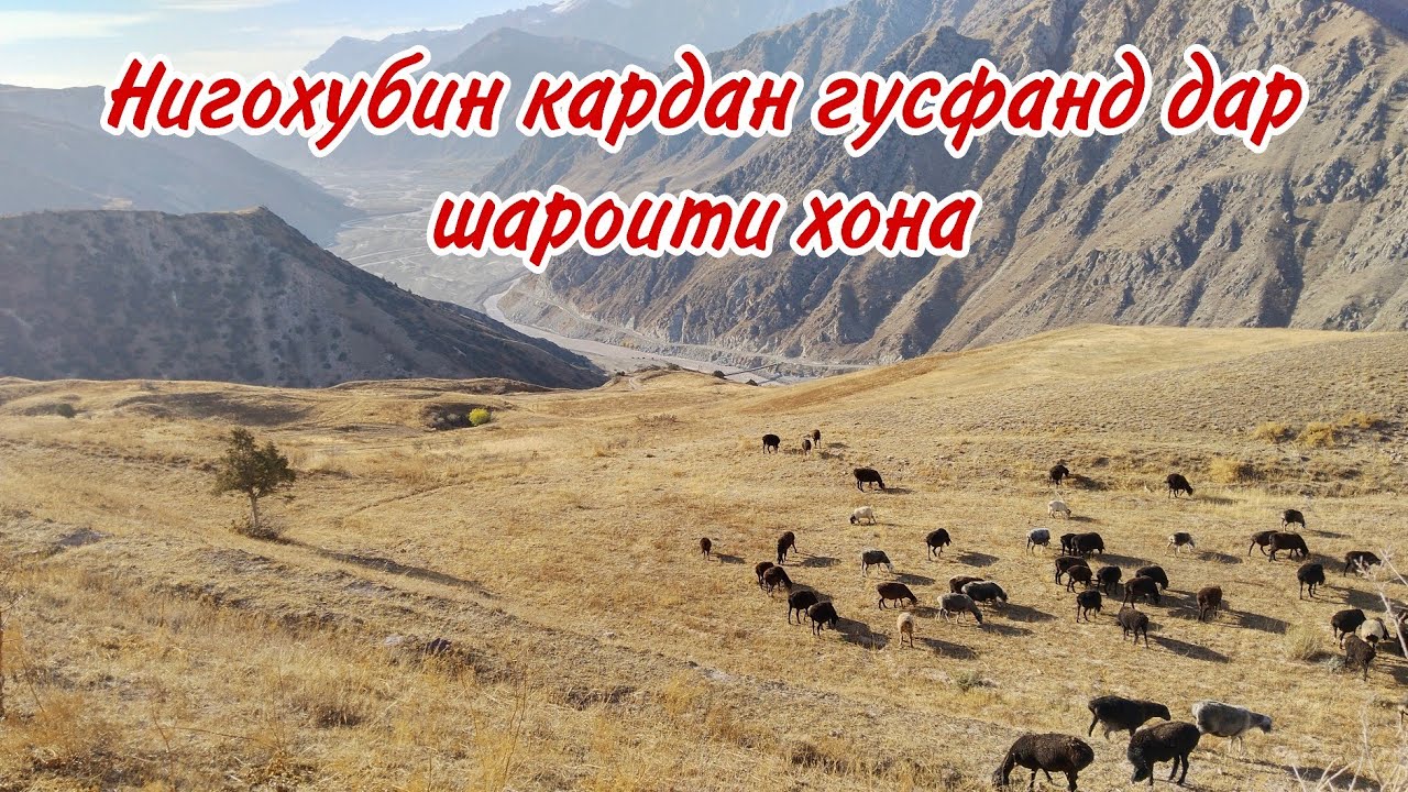  10 000$ ФОИДА ТАРЗИ НИГОХУБИНИ ГУСФАНД ДАР ШАРОТИ ХОНА БИЗНЕС ДАР ДУ СЕ МОХ 10