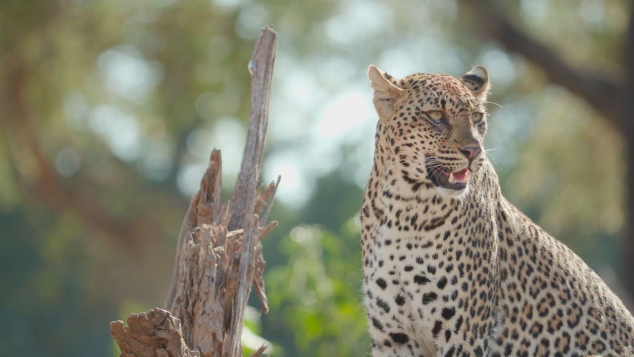 Classic Zambia Camp Portfolio | Zambia.