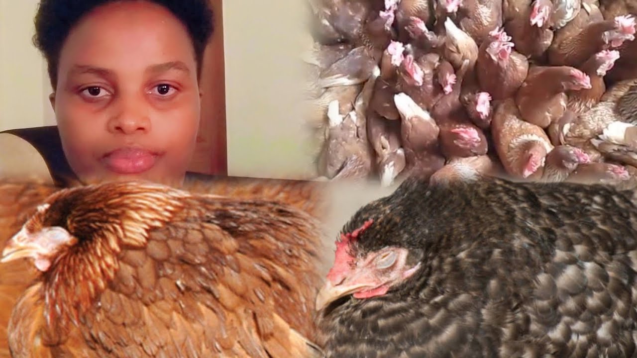 Inkoko zawe ntabwo zizigera zirwara#dore rero ubukungu ngo burakwizanira#Wowe  tinyuka kora share
