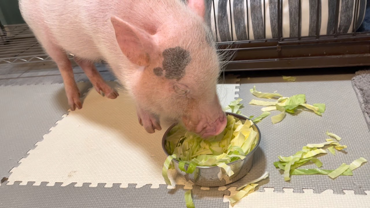 山盛りキャベツ食べるマイクロブタ！【８９日目】Micro pig eating heaped cabbage  ミニブタ　ブタ