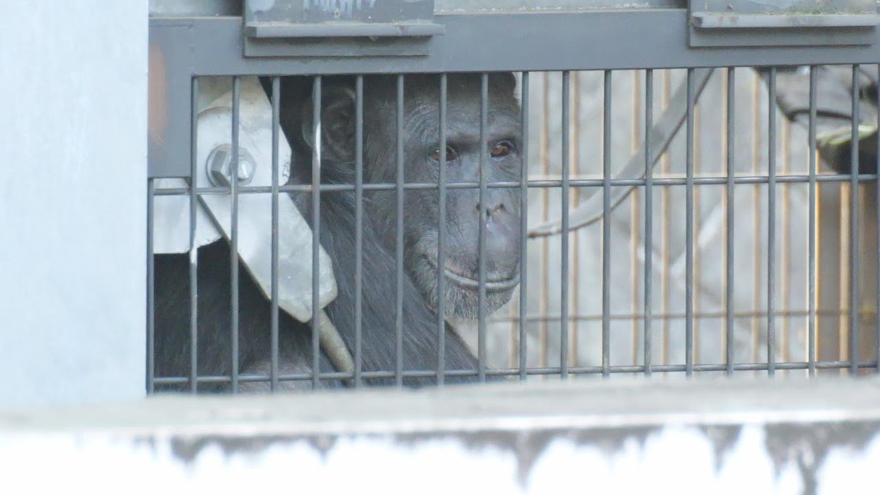 多摩で初めて会ったナナさん。初めての子育てサクラとハヤテの手　多摩動物公園　チンパンジー　202510