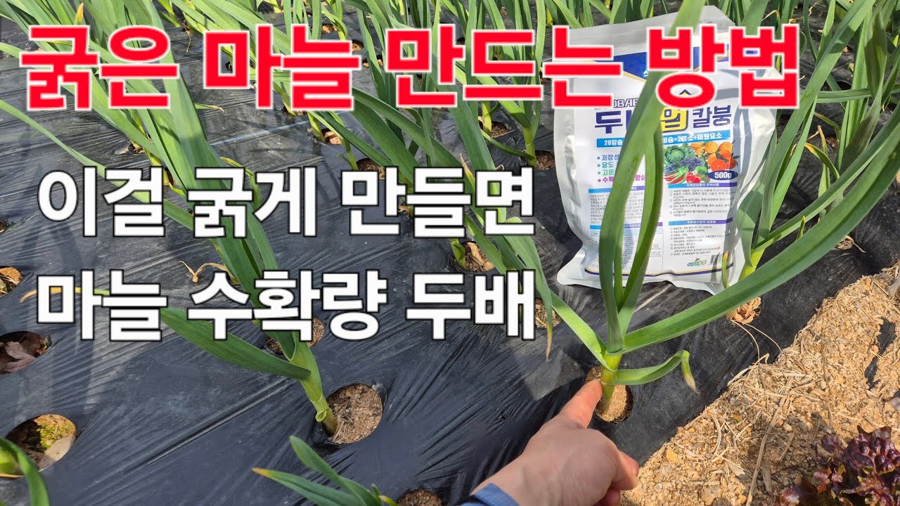 굵은 마늘 만드는 방법. 이 것을 굵게 만들면 마늘 수확량도 두배 뜁니다!