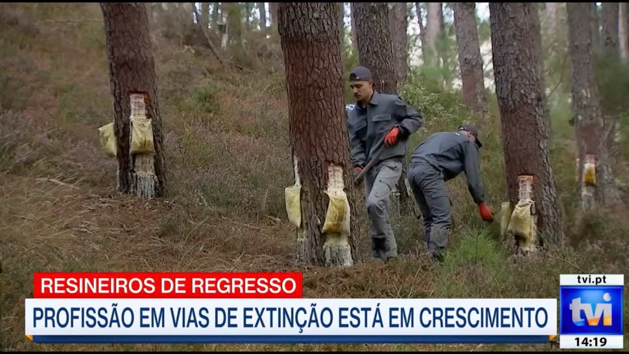 Oportunidades de futuro para a resinagem || Centro PINUS participa em reportagem da TVI