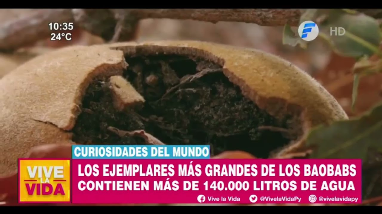 El Baobab, uno de los árboles más hermosos de África | Curiosidades del Mundo en VLV