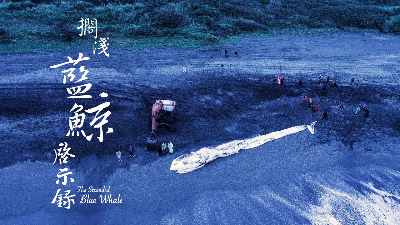 《擱淺藍鯨啟示錄》The Stranded Blue Whale #bluewhale