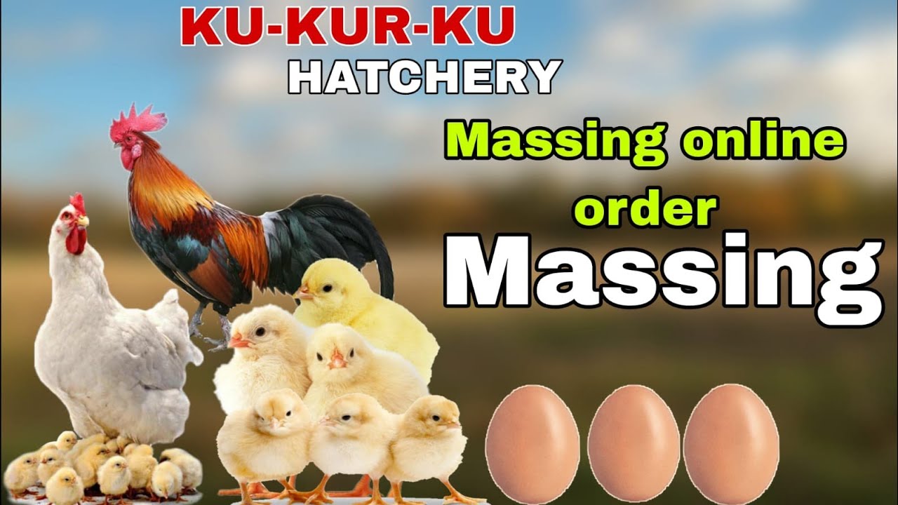 Massing online order | incubator | Hatchery | ku kur ku hatchery | 🐓🦃 | 