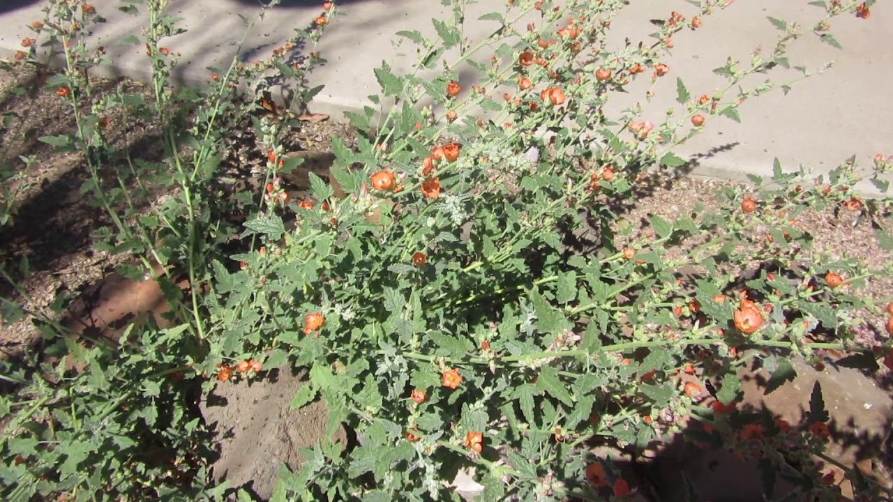 Globe Mallow... Sphaeralcea ambigua