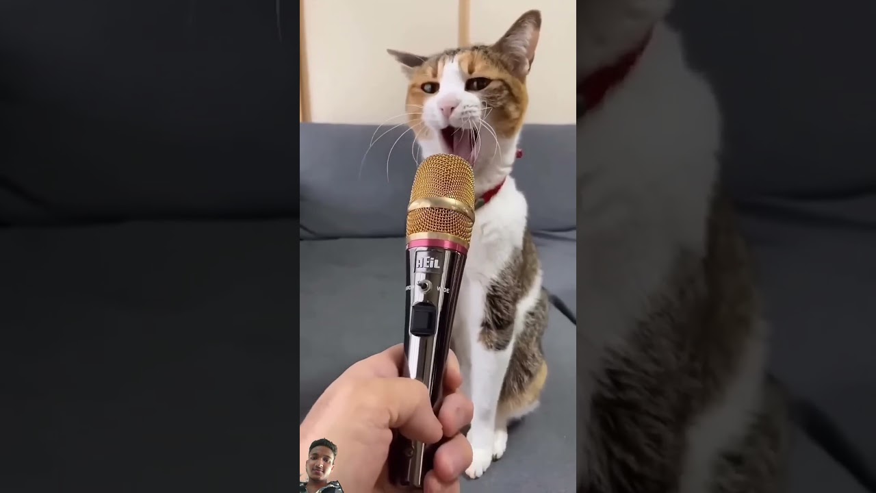 #catie#cati #youtube #funny #cat #comedy