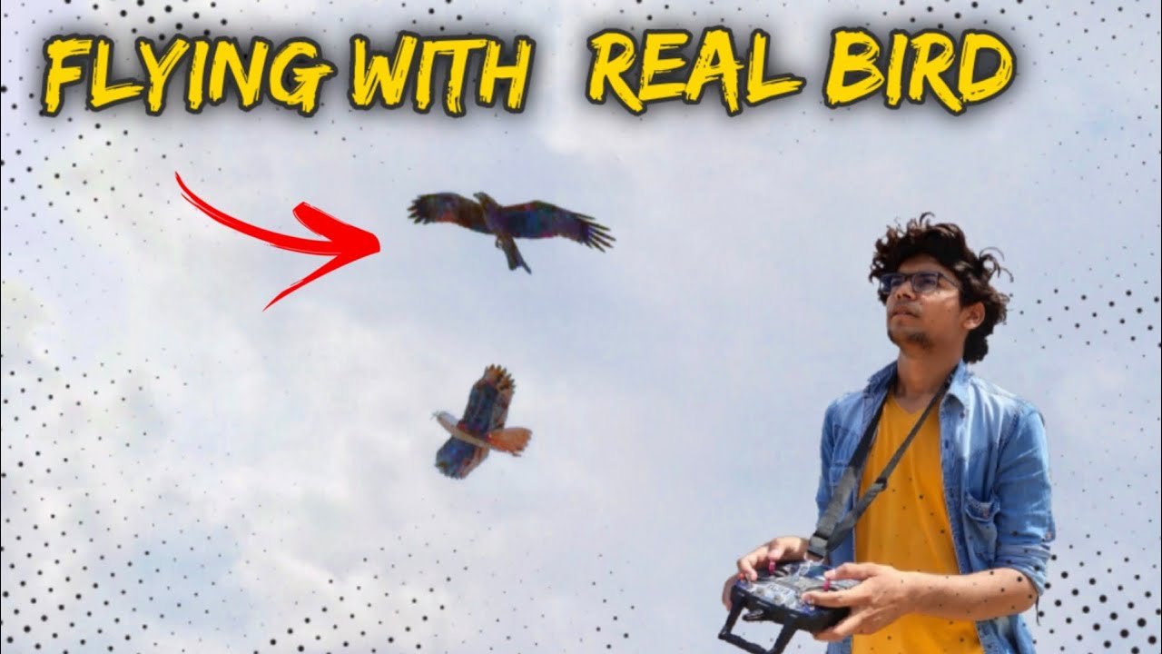 Flying With Real Eagle Bird/Rc Eagle Bird Plane/Eagle Bird/PRINCE PANCHAL MAKER