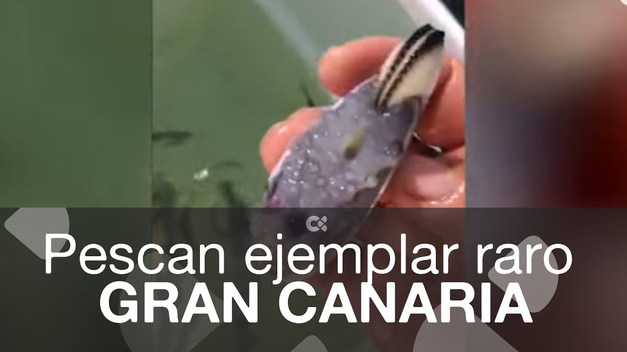 Un pescador captura en Gran Canaria una rara especie marina