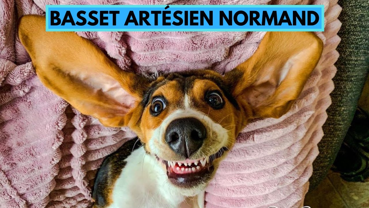 Basset Artésien Normand - TOP 10 Interesting Facts - Artesian Basset