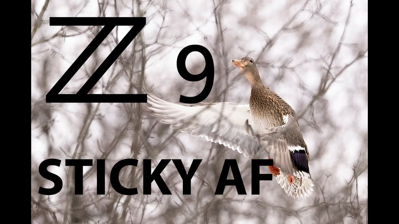 Nikon Z9 Autofocus AF Tracking Birds In Flight In Dense Branches