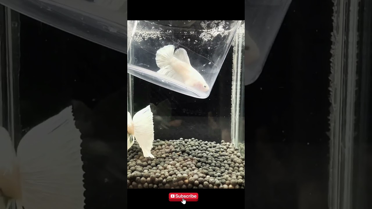 White betta pair for breeding#BettaBreeding#BettaFish #WhiteBetta#BettaPair#BettaLovers#AquariumFish