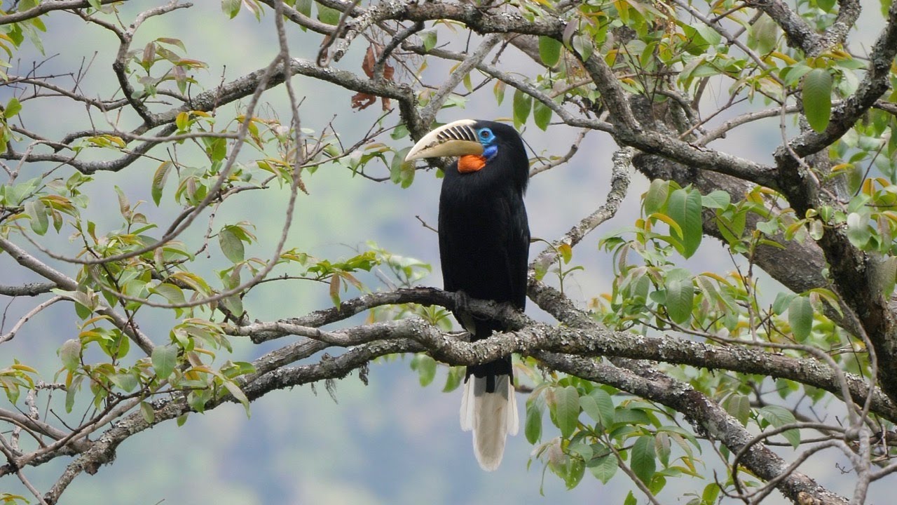 Birding in Bhutan 2018: Darachu to Nganglam
