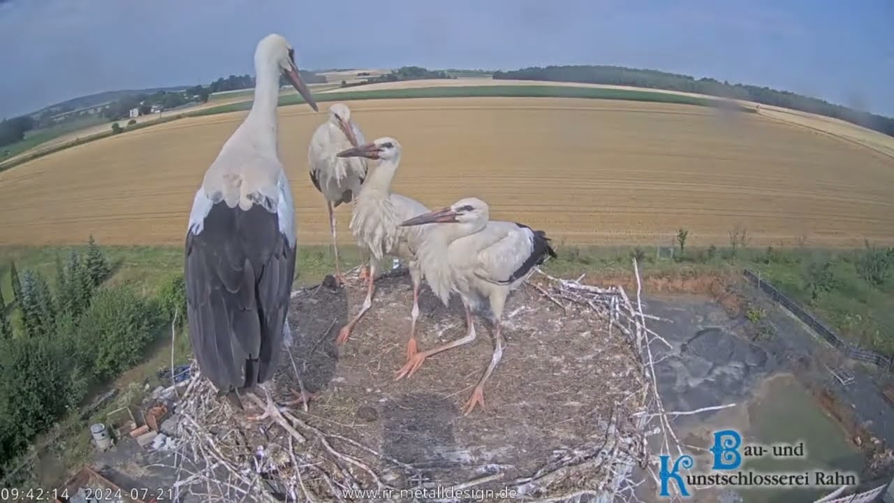 Storchennest Hungen - Jetzt sind es plötzlich 4 Jungstörche 😉 - 21.07.2024