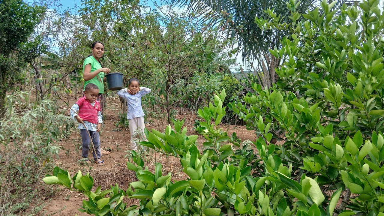 DO PÉ PRA MESSA CORTAMOS BANANAS, PEGAMOS ANDU, E CUIDAMOS DA HORTA