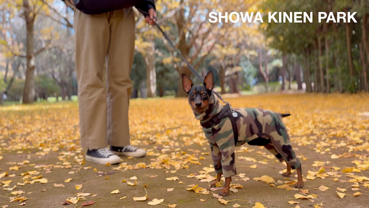 11月中旬の昭和記念公園｜イチョウの木がちょうど見頃でした｜夫婦と愛犬Vlog
