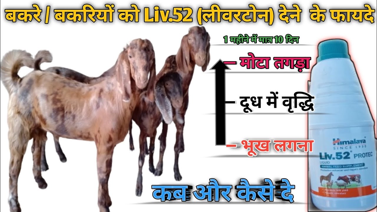 बकरे/बकरियों को liv.52 लीवरटोन देने के फायदे। Liv.52 protec। लिवरटोन। Liver tonic #goat #livertonic 