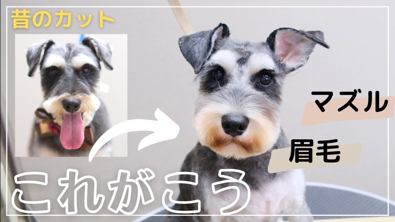 【シュナカット】こうするだけで昔と今でこんなに変わる！！