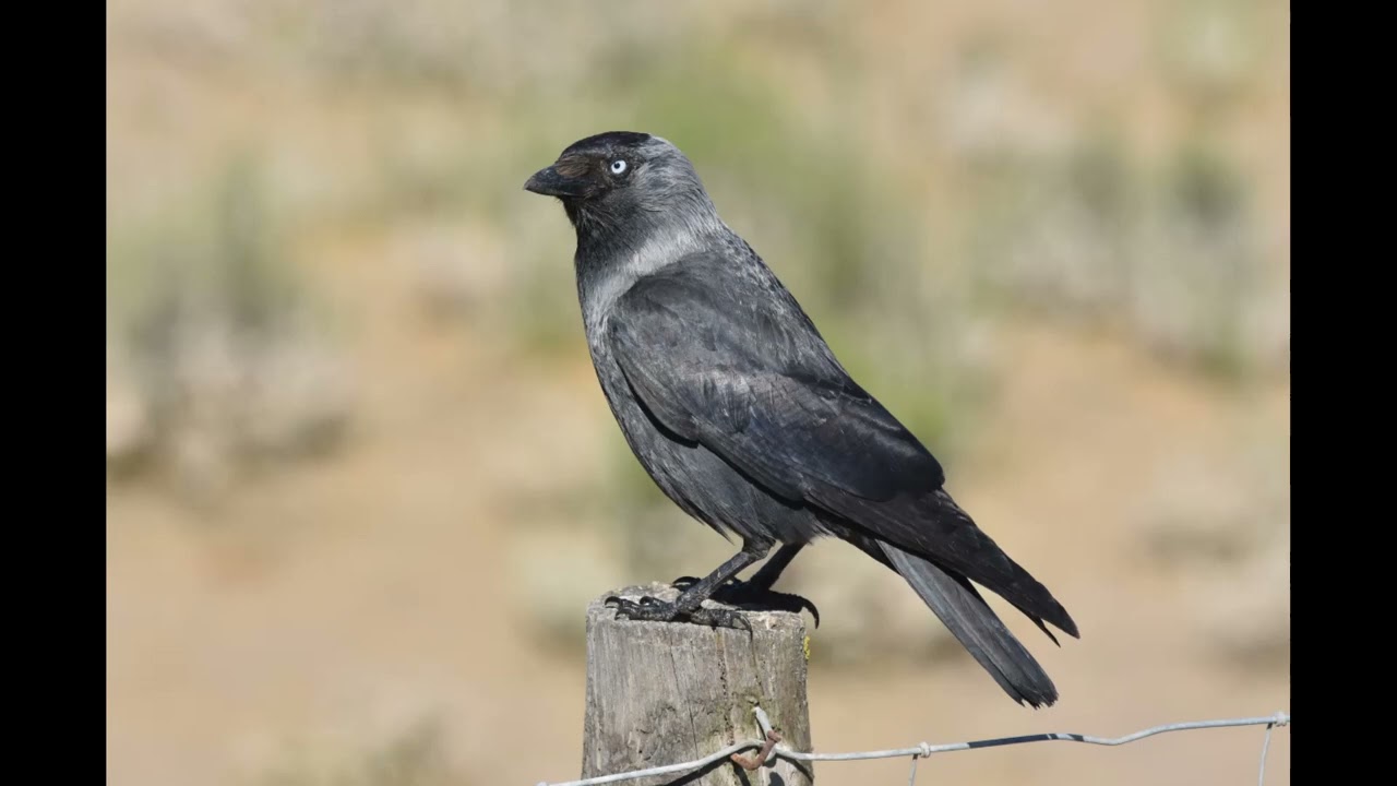 Jackdaw Call