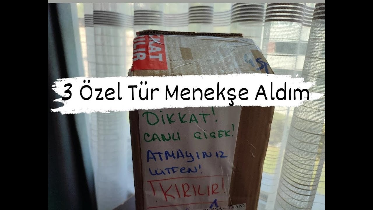 3 Özel Tür Menekşe Aldım Hepsi Birbirinden Güzel