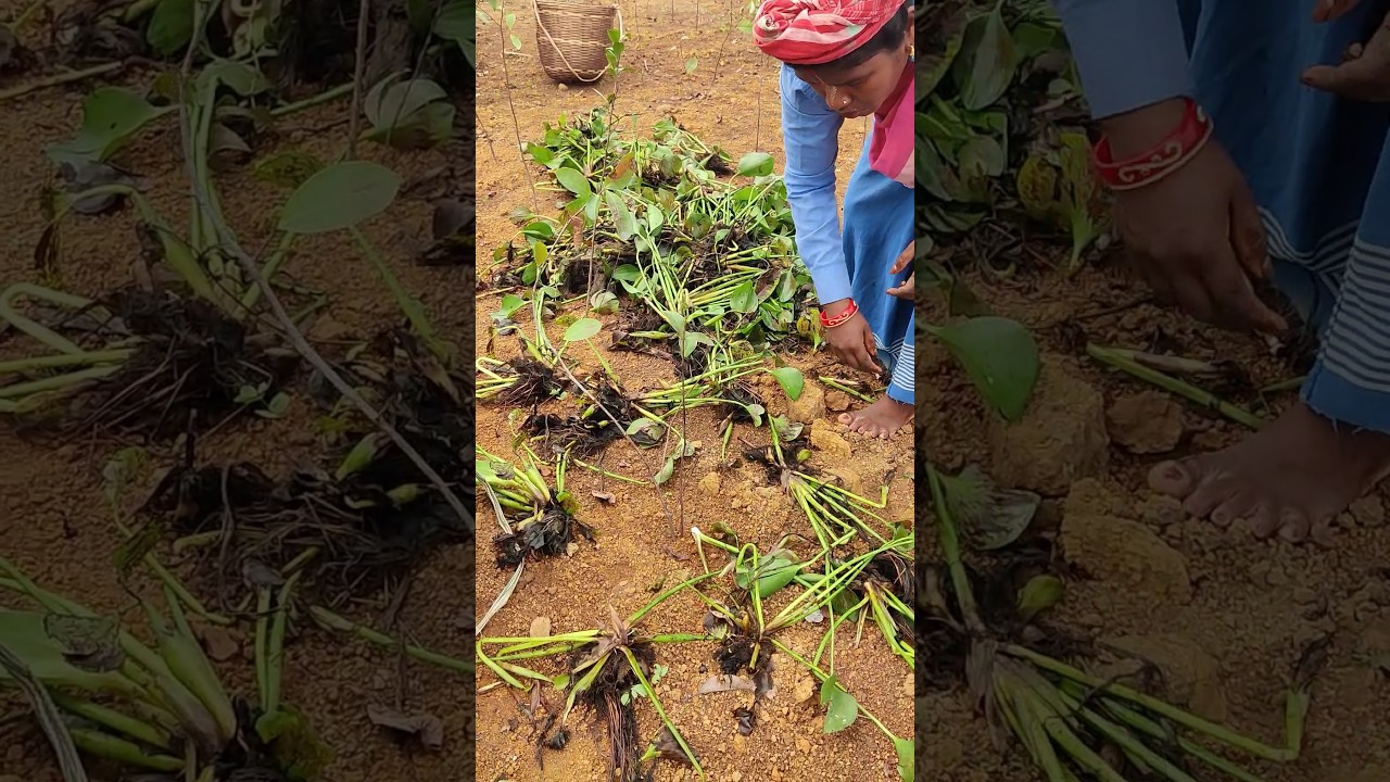 Transform Your Tea Garden: Mulching Tips & Tricks! 🤯😱🤯🌱