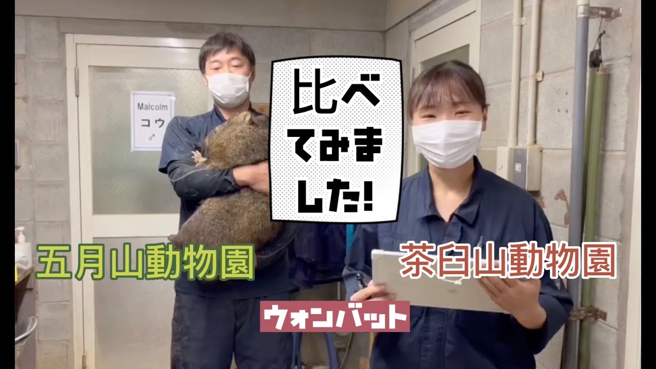 五月山動物園＆茶臼山動物園　〜ウォンバット比べてみました〜