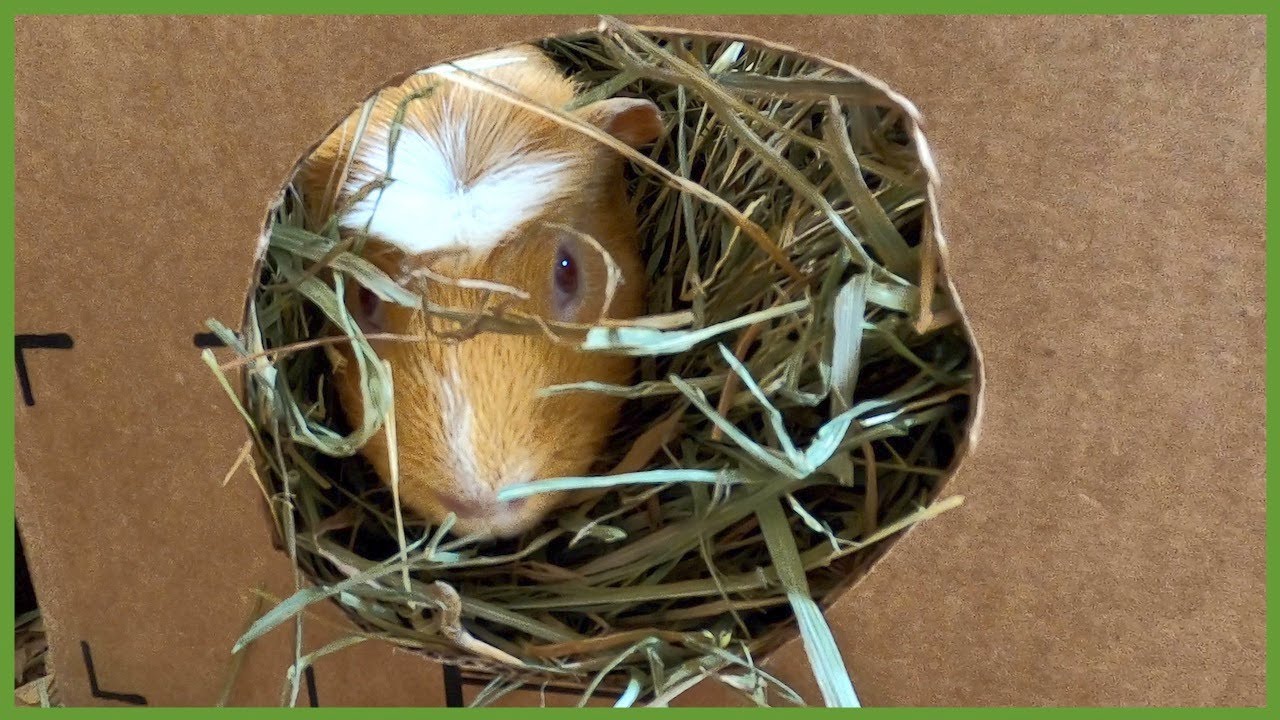 Guinea pig nesting box